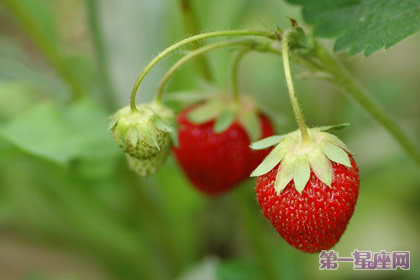 12月30日花语：草苺树，生日花语寡欲