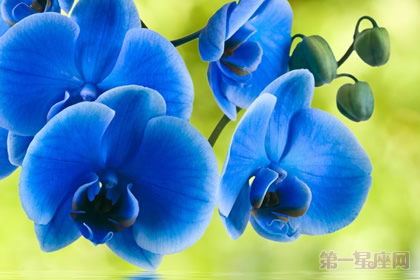 蓝色蝴蝶兰花语