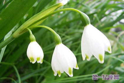 雪片莲花语：新生、纯洁的心