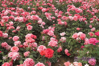 中国十大名花之一：热情如火的月季