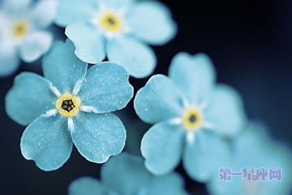 中秋节送什么花？