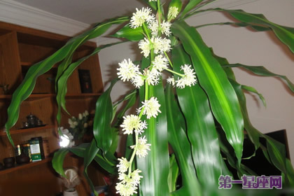 巴西木花语：坚贞不屈，坚定不移