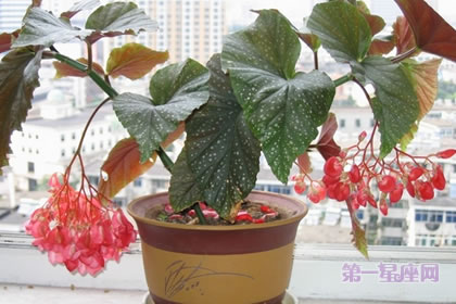 秋海棠花语及其文化意义