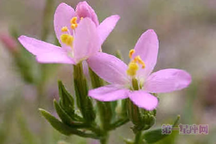 6月7日花语：日本鬼灯檠，生日花语万能