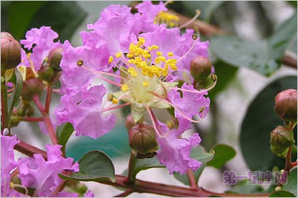 1月29生日花：西洋薇，生日花语威严