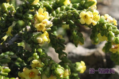 1月8日生日花：黄百里香，生日花语轻快