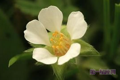 1月14日生日花：无子草莓，生日花语虚伪