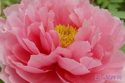 花中之王是什么花？百花之王牡丹花