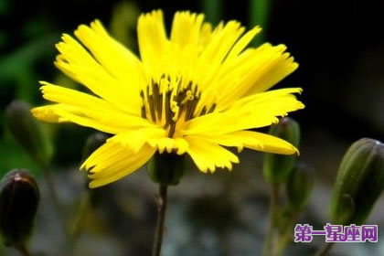 7月6日花语：黄鹌菜，生日花语喜乐