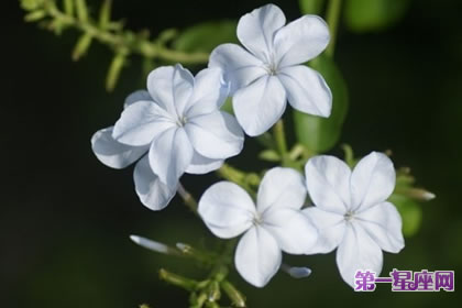 7月7日花语：水芥子，生日花语滋养