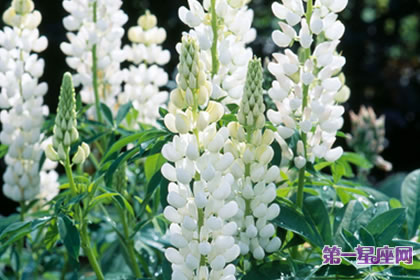 7月14日花语：白色羽扇豆，生日花语多才多艺