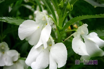 8月10日花语：凤仙花，生日花语野丫头