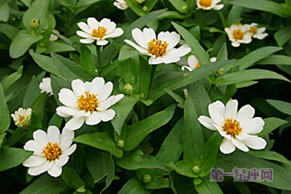 8月14日生日花：百日菊，生日花语兴奋