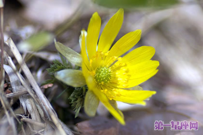 8月31日花语：秋福寿草，生日花语替身