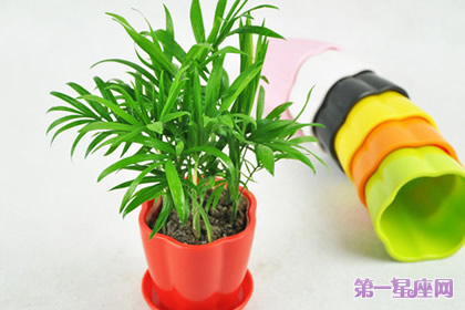 植物花语：袖珍椰子花语是什么？