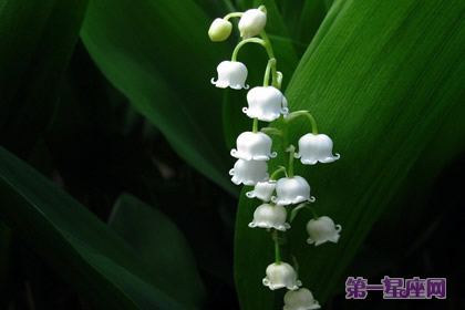 各种花语：风铃花的花语是什么？