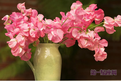 妇女节送什么花