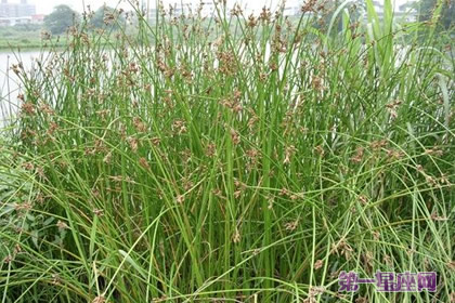 各种花的花语：灯心草的花语