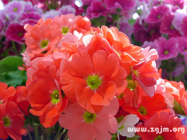 西洋樱草的花语