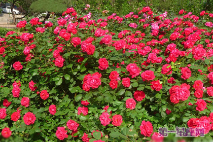 红色蔷薇