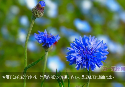 白羊座的守护花,矢车菊花语