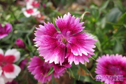 五彩石竹的花语和象征代表意义：女性美