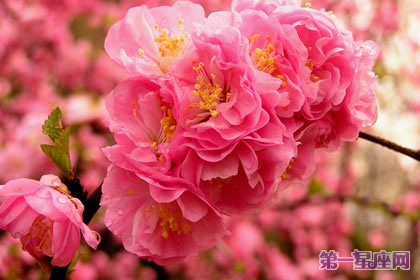 花语大全:榆叶梅的花语及象征意义