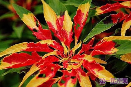 花语传说:雁来红的花语是什么?