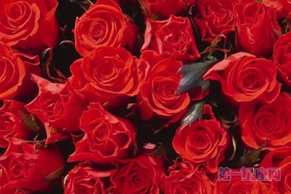 6月5日花语:犬玫瑰,生日花语旅情