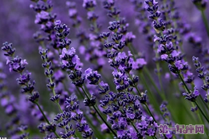 熏衣草的花语和传说