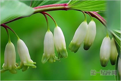 5月9日花语:所罗门的封印,生日花语痊愈