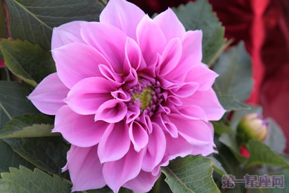 山茶花花语:谦让的魅力