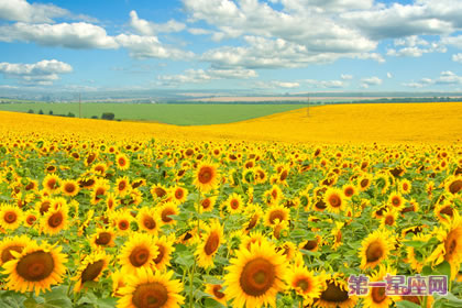 花语大全:向日葵花语是什么?