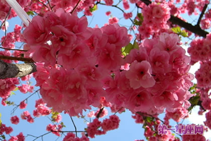 花语大全:樱花的花语是什么?