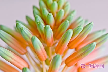 龙舌兰花语:为爱付出一切