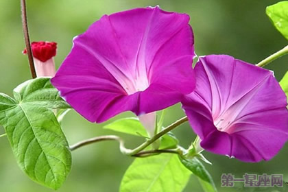 牵牛花花语:爱情永固