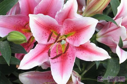 葵百合的花语是什么