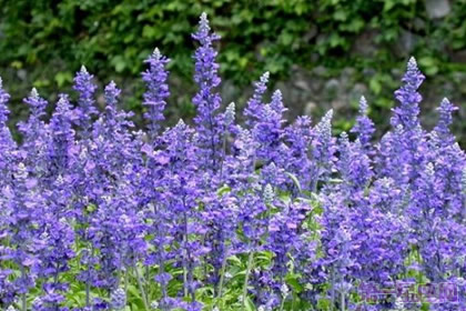 洋苏草的花语是什么