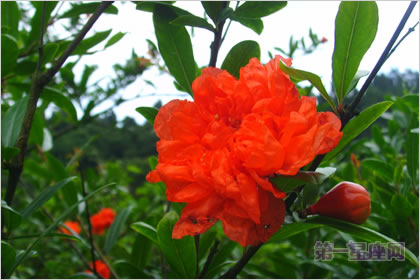 1月16日生日花：红色野荨麻花，生日花语献身