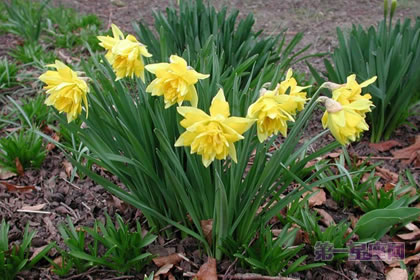 3月9日花语：喇叭水仙，生日花语光荣