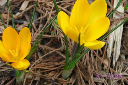 2月15日花:黄番红花,生日花语热情
