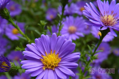 2月22日生日花语:雏菊,生日花语活力