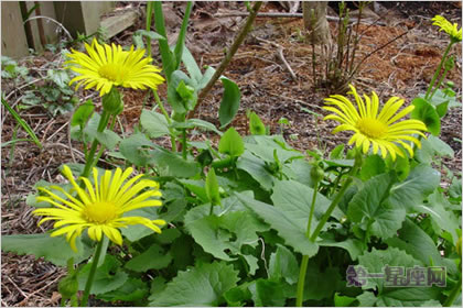 3月28日花语:绿豹毒,生日花语多产