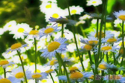 意大利的国花是什么花—雏菊