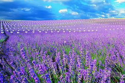 【恋爱花语】什么花代表恋爱?