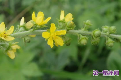 7月1日花语:西洋龙芽草,生日花语撒娇