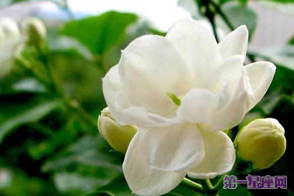 花语大全：夏天花的花语