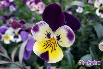 7月16日花语:大型三色蓳,生日花语束缚