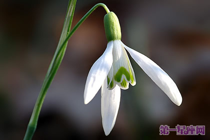 花语:雪花莲,生日花语海风