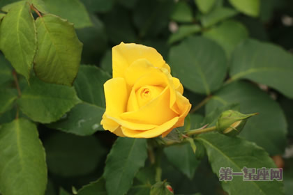 情人节鲜花应该如何选择?